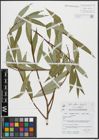 Foto von Salix alba L. x Salix fragilis L.